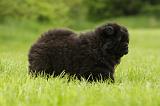 CHOW CHOW 538